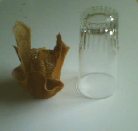 tulipe3