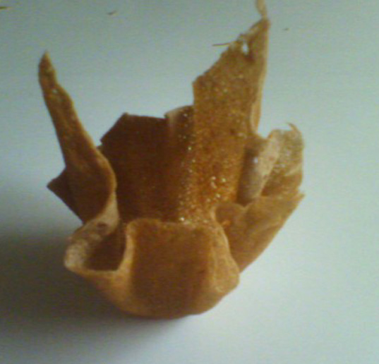 tulipe4
