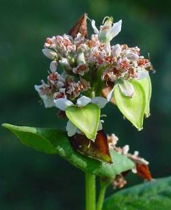 sarrasin fleur 1