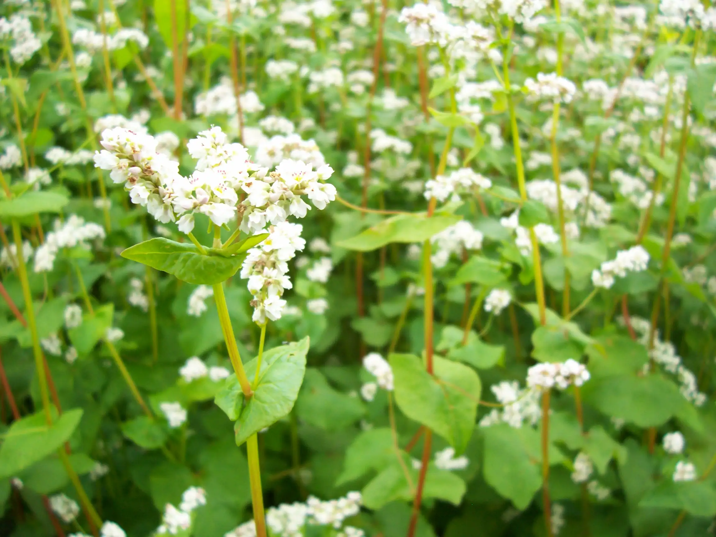 sarrasin fleur 2