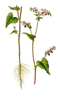 sarrasin plante 3
