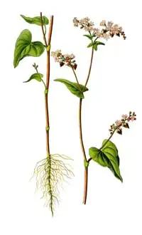 sarrasin plante 3